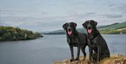 Pet Friendly Lodges at Hartsop Fold Holiday Lodges in Patterdale, Lake District