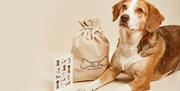 Customised Gift Hampers for your pets from Pet Hamper
