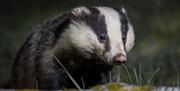 Badger Watching Hide at Wild Haweswater in the Lake District, Cumbria © Alison Bamber