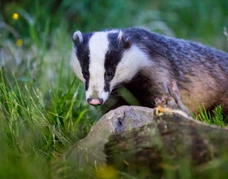 Badger Watching Hide at Wild Haweswater in the Lake District, Cumbria © Anita Nicholson