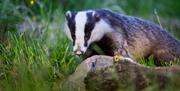 Badger Watching Hide at Wild Haweswater in the Lake District, Cumbria © Anita Nicholson