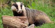 Badger Watching Hide at Wild Haweswater in the Lake District, Cumbria © Kathryn Unsworth