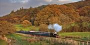 Trees in autumn colours behind the Ravenglass and Eskdale Railway.