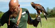 Bird of Prey Demonstration at Solway Holiday Park in Silloth, Cumbria