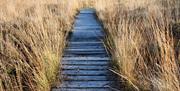 Experience The Secret Side of Foulshaw Moss with Cumbria Wildlife Trust in the Lake District - Photo Credit: Steve Finch