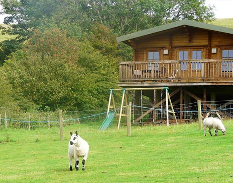 Farm Animals outside Springbank Farm Lodges in Egrebank, Cumbria