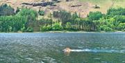 Visitors Swimming on Holidays with SwimTrek in the Lake District, Cumbria