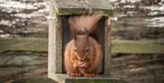 Red Squirrel at The Byre at The Green Cumbria in Ravenstonedale, Cumbria