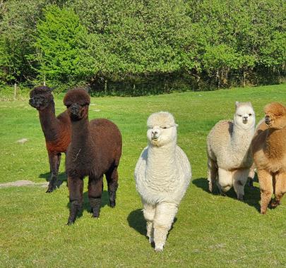 Wreay Syke Alpacas - The Herd