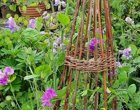 Natural Willow Plant Supports Made at a Workshop at Rheged in Penrith, Cumbria