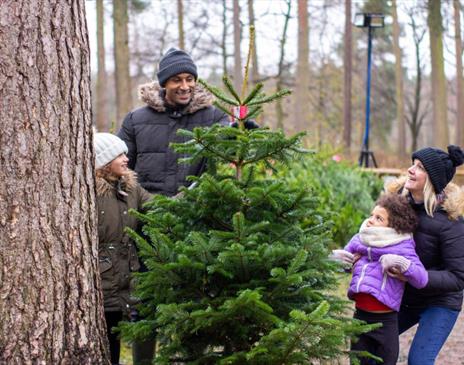 Christmas Tree Sales at Whinlatter Forest in Braithwaite, Lake District