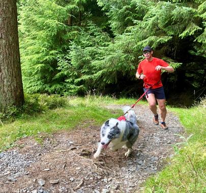 Whinlatter Tails Canicross Race