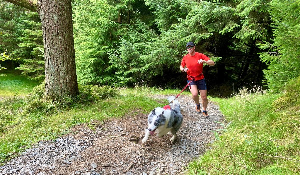 Whinlatter Tails Canicross Race