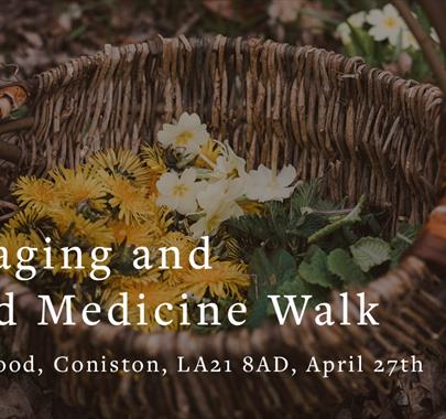 Foraging and Wild Medicine Walk