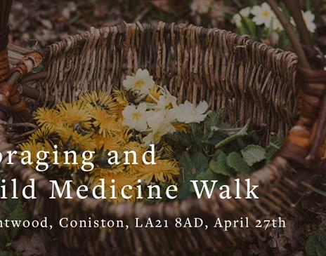 Foraging and Wild Medicine Walk