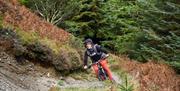Visitor Cycling at Whinlatter Forest in the Lake District, Cumbria