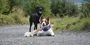 Dogs on the Trails at Whinlatter Forest in the Lake District, Cumbria