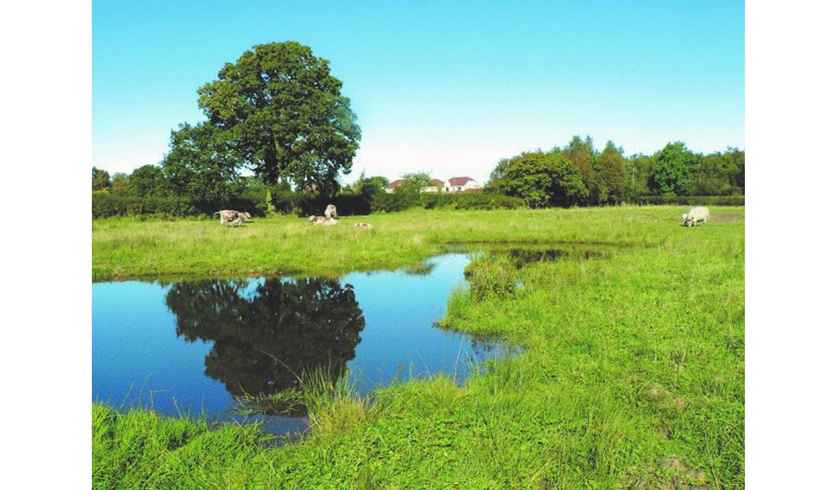 Pond in Cumbria