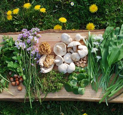 Wild Food Foraged with Foraging with Wild Food UK in Armathwaite, Cumbria