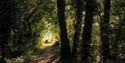 Woodland Walks at The Tranquil Otter in Thurstonfield, Cumbria