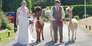 Wreay Syke Alpacas weddings