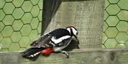 Wych Elm Bungalow woodpecker