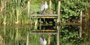 Wych Elm Bungalow lake heron