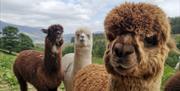 Alpacaly Ever After
