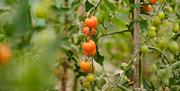 Home grown produce at Askham Hall