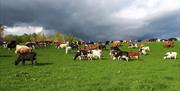 The cows in the field at Sizergh Caravan and Camping