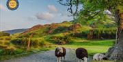 Herdwick Sheep and a Logo of A Day’s Walk Local Produce Delivery in the Lake District, Cumbria