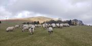 Howgill flock of sheep