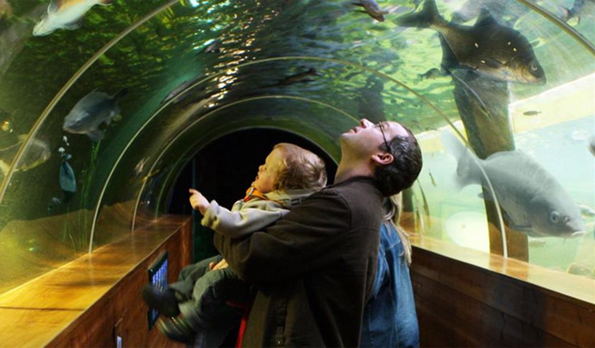 Family Viewing Fish in the Underwater Tunnel at Lakes Aquarium in Newby Bridge, Lake District