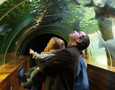Family Viewing Fish in the Underwater Tunnel at Lakes Aquarium in Newby Bridge, Lake District