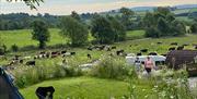 Camping tents with cows in the field at Sizergh Caravan and Camping