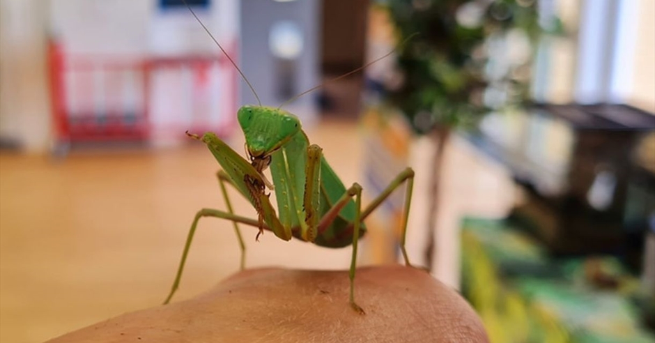 Pet Encounters - Mini Beasts