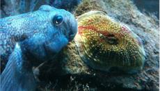 Anglesey Sea Zoo