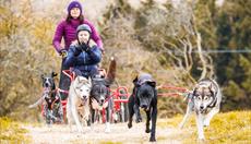 A team of 6 dogs pulling the passenger cart through the forest.