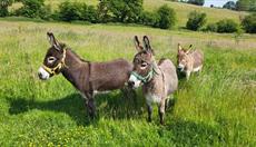 Moel Famau Donkeys