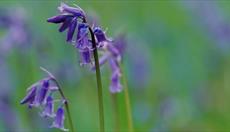 RSPB Ynys-Hir