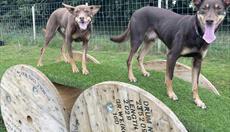 Zoomies Zone Dog Adventure Park