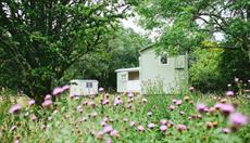Snowdonia Shepherds' Huts in wildflower meadow, near Betws-y-Coed, North Wales