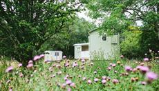 Snowdonia Shepherds' Huts in wildflower meadow, near Betws-y-Coed, North Wales