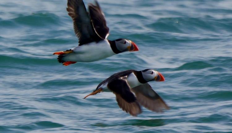 RSPB Guided Sightseeing & Wildlife Tour of the Skerries or South Stack & North Stack​