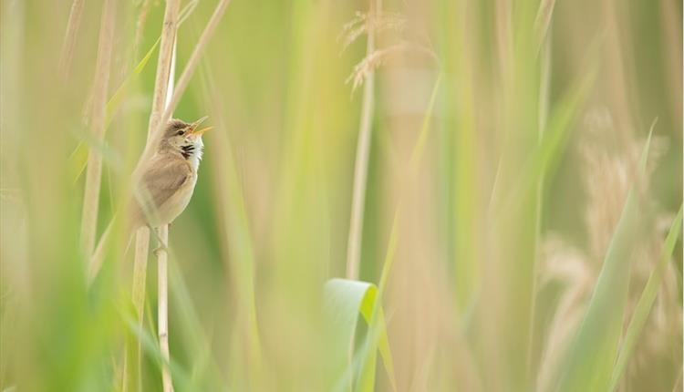 Wake Up with the Dawn Chorus!