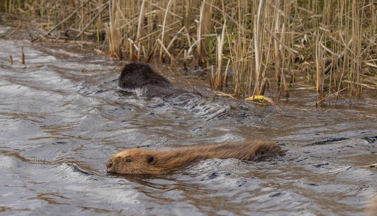 Cors Dyfi Nature Reserve