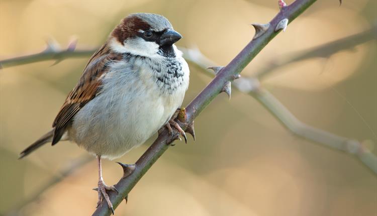 Unloved Birds Guided Walk