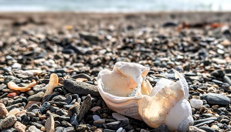 Coastal Curiosities