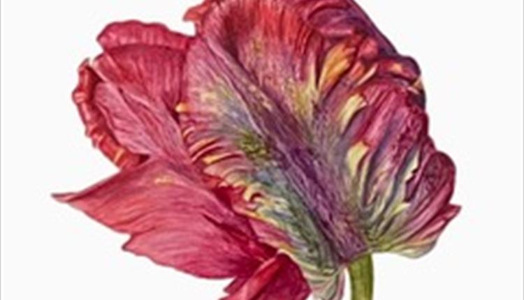 Nature Observed - An Exhibition By Pam Powell