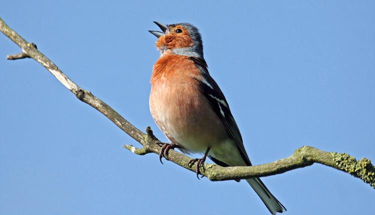 Birdsong Walk with Carole Walker